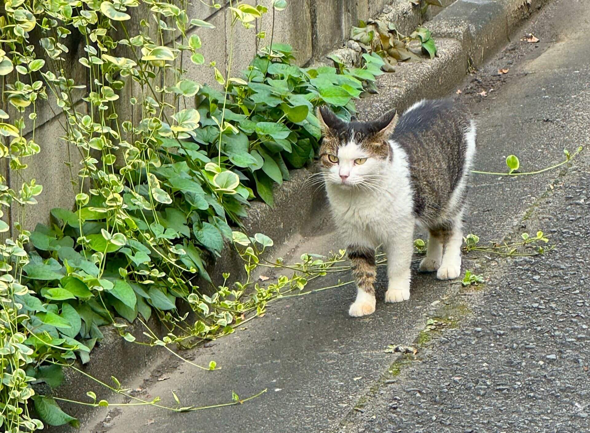 家路を歩く猫